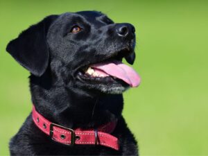 What Color is Your Lab