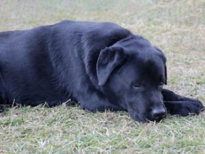 What Does Benadryl For Dogs Treat
