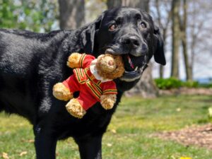 What Is the Difference Between American Black Labs and English Black Labs