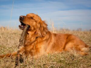 What To Avoid In Puppy Chew Toys