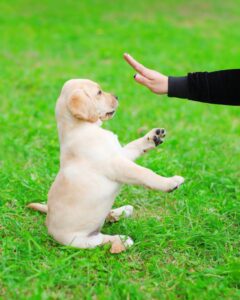 What Type of Training is Best
