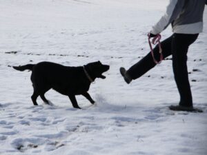 What if You Find Your Labrador Suddenly Aggressive