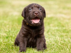 What to Expect from a 10 Week Old Puppy