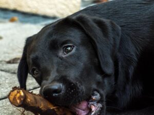 Why Do People Give Their Dogs Antlers