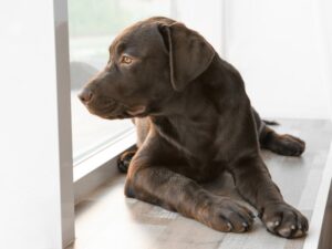 Why Keep A Dog When You Work Full Time