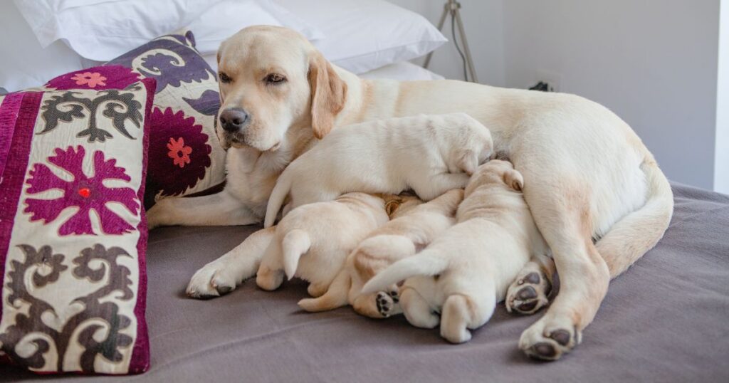 41 ways to spot a bad labrador breeder