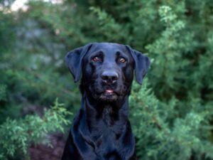 About The Labrador Retriever