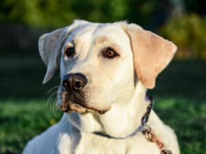 Are All Dogs Protective