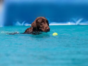 Are All Labs Good Swimmers
