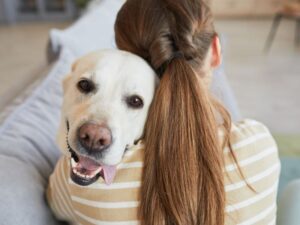 Are Labradors Loyal