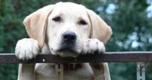 Are Labradors Protective – Will Your Lab Leap to Your Defence