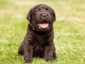 Are Labs Healthy Dogs