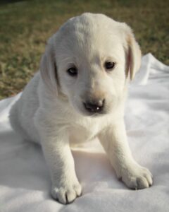 Are You Ready For A Labrador