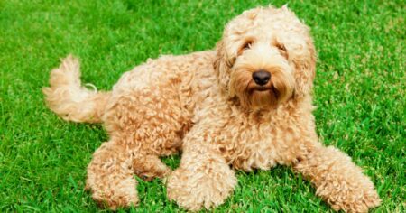 Australian Labradoodle