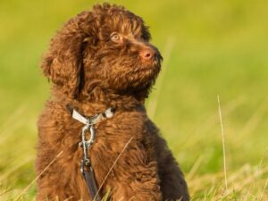 Australian Labradoodle Health