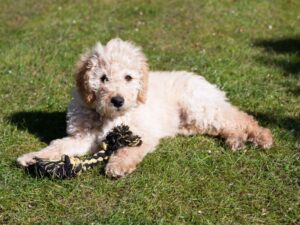 Australian Labradoodle Size