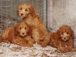 Australian Labradoodle Temperament