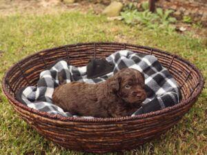 Australian Labradoodle Vs Labradoodle