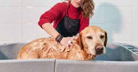 Bathing and Grooming Your Labrador