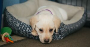 Best Dog Beds for Labs