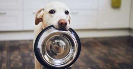 Best Dog Food for Sensitive Skin