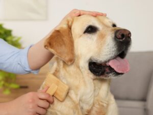 Best Grooming Brush For Labradors