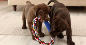 Best Indestructible Dog Toys for Labrador