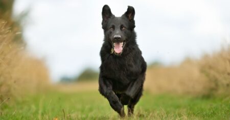 Black Lab German Shepherd Mix