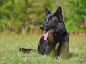 Black Lab German Shepherd Mix Health