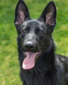 Black Lab German Shepherd Mix Temperament