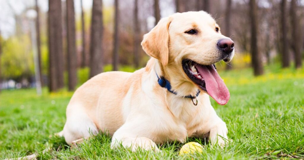 Black Spot on Dog’s Tongue