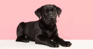 Bloat in Dogs Signs, Symptoms and Prevention of Canine Bloat