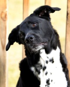 Boxador Temperament