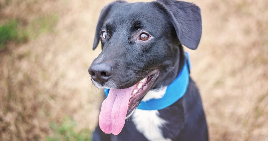 Boxer Lab Mix – The Boxador