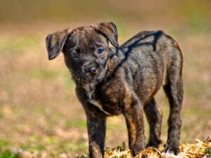 Brindle Lab Health
