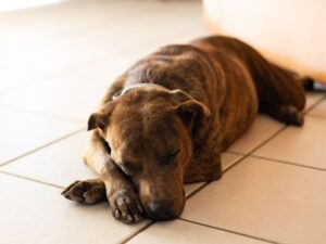 Brindle Lab Mix