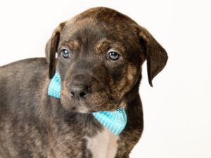 Brindle Lab Puppies