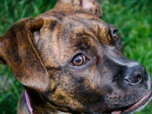 Brindle Lab Summary