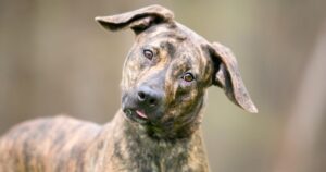 Brindle Lab – Everything You Need To Know About This Unique Pattern