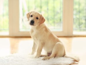 Bringing Home A Rescue Dog – The First Few Days