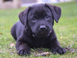 Can A Labrador Be Left Alone All Day