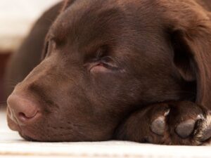Can A Labrador Sleep Outside