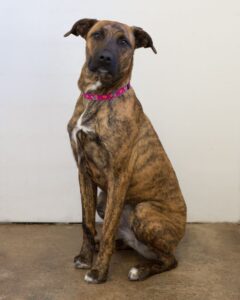 Can Brindle Labs Be Shown