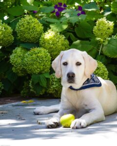 Can Dogs Eat Apples