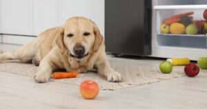 Can Dogs Eat Apples and Other Fruit – Which Treats Are Safe for Dogs