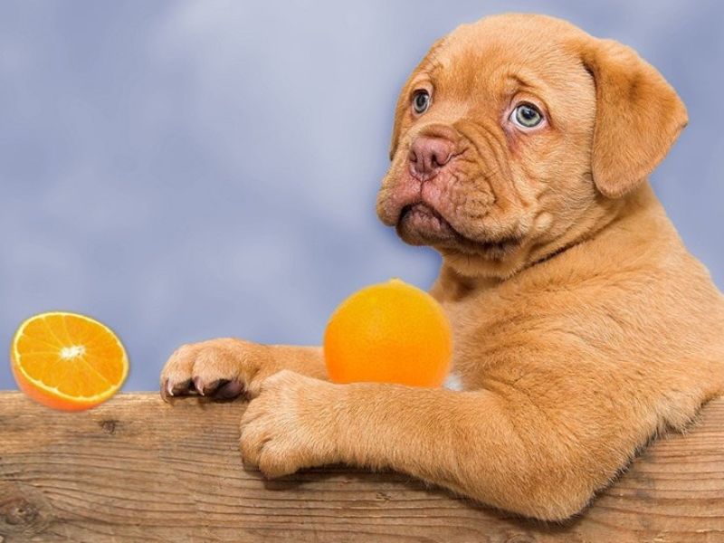 Can Dogs Eat Citrus