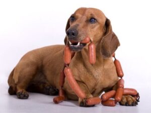 Can Dogs Eat Cooked Pork