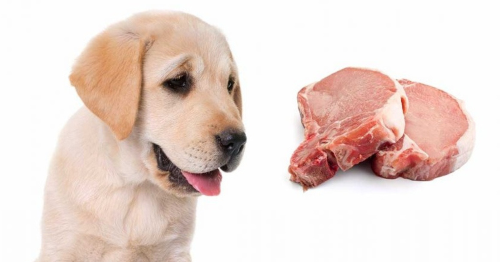 Can Dogs Eat Pork Bones, Ribs or Meat