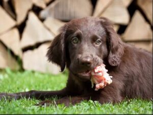 Can Dogs Eat Raw Pork Meat
