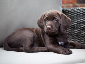 Can Labradors Live In Small Houses